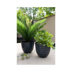 Cycas in een plastic pot