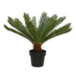 Cycas in a plastic pot