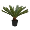 Cycas in een plastic pot